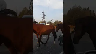 Гудаута. Лошадки🐎🐎🐎