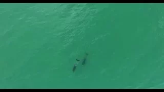 Dolphins and hammerhead shark at Muizenberg - DJI Phantom