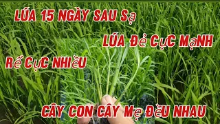 Kĩ thuật phối trộn phân giúp cây lúa khỏe đẻ nhánh cực mạnh cây con và cây mẹ phát triển đều nhau