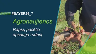 #BAYER24_7 // Agronaujienos - rapsų apsauga rudenį