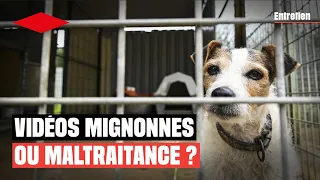 Ces vidéos d’animaux qui cachent de la maltraitance