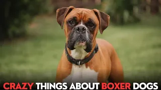 Unleashing the Unexpected: Mind-Blowing Secrets of Boxer Dogs Revealed!