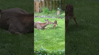 Man's 'Deer Friend' Gives Birth in Backyard