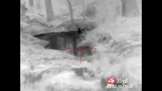 Beaver Hunting Kills with Thermal Scope Beaver Farm 1