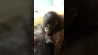 Cute and funny orangutans#shorts#funny #orangutans#funnyanimals # funny video#monkeysmart