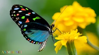 Sounds of Butterflies Flying - Various Species of Butterfly