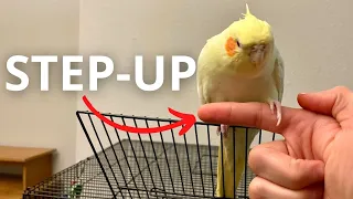 How To Teach Your Cockatiel To Step Up for Beginners (FAST)