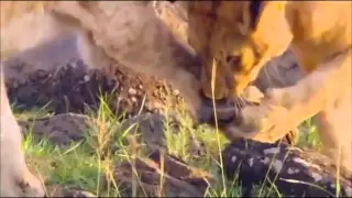 Circle of Life (Real Lion King)