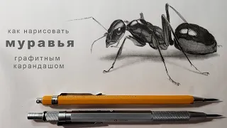 как нарисовать муравья поэтапно как нарисовать муравья карандашом how to draw an ant with a pencil