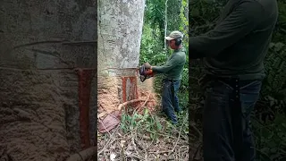 Serrando Jatoba