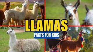 All About Llamas - Facts for Kids