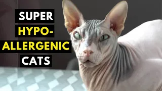 15 Super Hypoallergenic Cats That Don't Shed or Shed Very Little