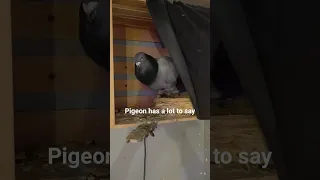 Pigeon has something to say