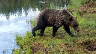 Wild animals in Finland -  Wildlife camera.  Luonnonvaraiset eläimet riistakamerassa