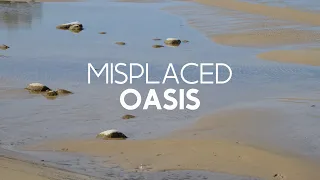 Vacation Skimboards: Misplaced Oasis
