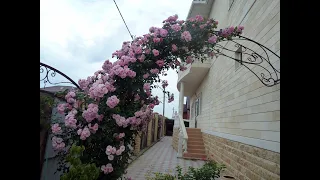 Обрезка плетистой розы на арку,  Питомник Роз Полины Козловой rozarium biz