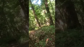 Juvenile Sasquatch sounds from Northern Georgia