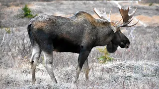 Moose Romance and the Cutest Sparing Match Ever