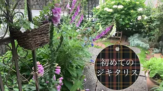 春のジキタリスの花