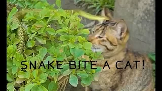 ★ A Cat was bitten by a Snake ★animal abuse?