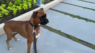 Boxer dog fear of statues