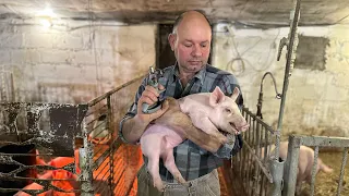 Вакцинація Поросят🐷Від А до Я🐖