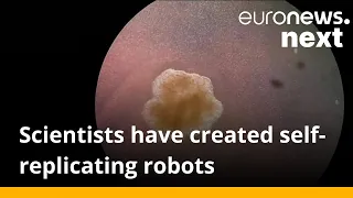 These scientists say they’ve managed to create the world’s first ‘living robots’ that can reproduce