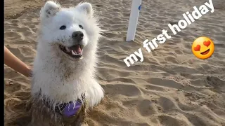 my dog has first a beach house vacation #samoyed #cute #funny