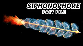 Siphonophore Facts: a COLONY ORGANISM | Animal Fact Files