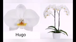 Назви сортів білих орхідей фаленопсисів White phalaenopsis