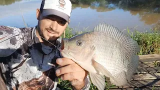 faça essa massa caseira e tenha sucesso na pescaria de tilapia selvagem