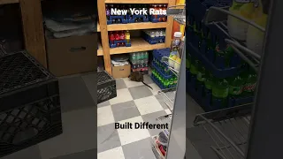 New York Rats Built Different