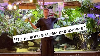 Что нового в моем аквариуме на 2500 литров? Скаты / Пуриген / Трагедия / Замена электрики