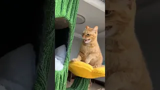 Смешные видео с КОШКАМИ и СОБАКАМИ 2  Забавные коты 🤣 Fanny moments  CAT and  DOG 😂