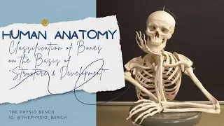 CLASSIFICATION OF BONES ON THE BASIS OF "STRUCTURE & DEVELOPMENT" || @ThephysioBench ||