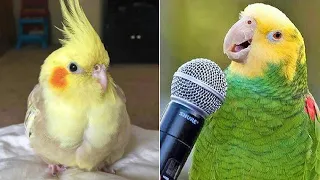 Smart And Funny Parrots Parrot Talking Videos Compilation #16 Super Parrots