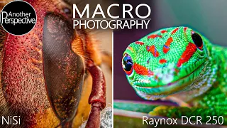 Macro Photography Tips with NiSi Closeup Lens + Raynox DCR-250