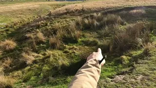 Archie the Working Cocker Spaniel hunts a rabbit, flush, shot and retrieved.