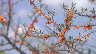 Bumper harvest of sea-buckthorn in China's sandy land due to ecological construction