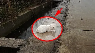 Kitten Alone Against Harsh Nature