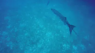 Sharks Circling Duane 8.11.18