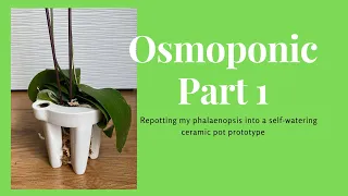 Osmoponic: Repotting my orchid in a self-watering ceramic pot. (Part 1)