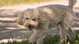 POODLE PUPPIES - Dangerous to kids?