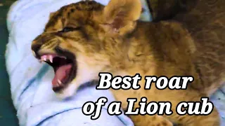 Lion cub gives out his best roar