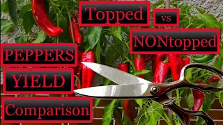 Topping Pruning Peppers Comparison (Seed to Harvest)