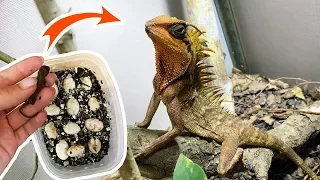 HATCHING A REAL DRAGON / Acanthosaura Nataliae