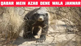 Qabar mein azab dene wala janwar | Qabar ka azab #shorts