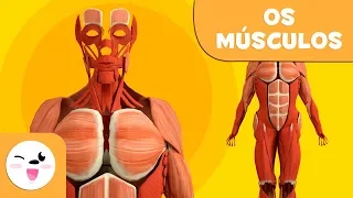 Músculos para crianças | Sistema Muscular | Corpo Humano para crianças