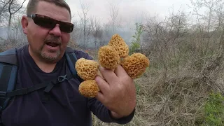 Yellow Morel Mushrooms....Through the FIRE ! in 2024