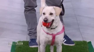 Pickler & Ben's American Rescue Dog Show! - Pickler & Ben